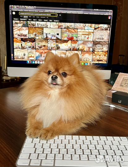 Померанский шпиц мини