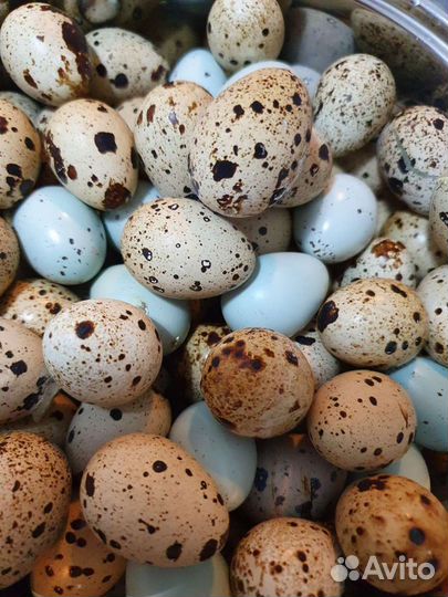 Яйца инкубационные перепёлки подрощенные птенцы