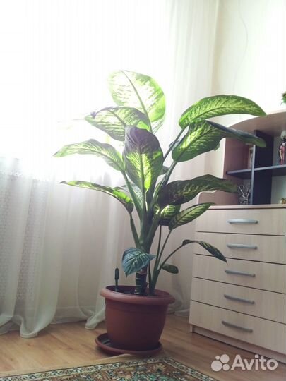 Диффенбахия Томас