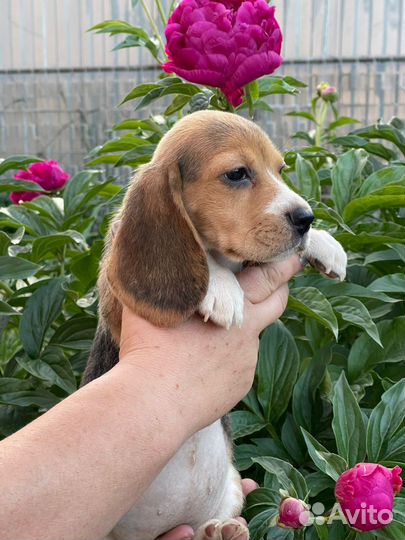 Щенки бигль