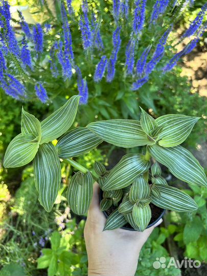 Традесканции сортовые 33 сорта (черенки)