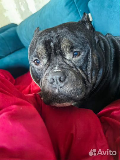 Американский булли