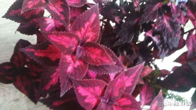 Филодендрон параисо верде