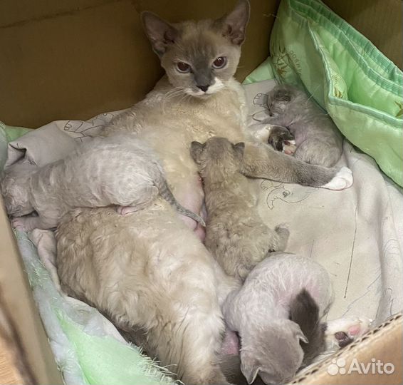 Котята девон-рекс