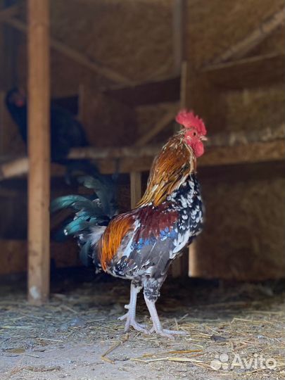 Молодые мини петушки бентамки