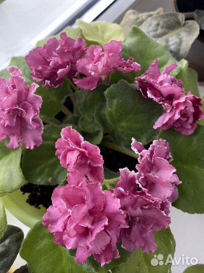 Фиалка с горшком