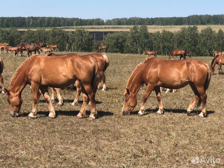 Кобылы и Жеребцы Советские Тяжеловозы