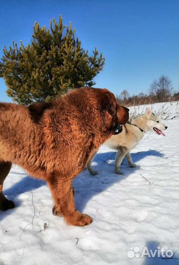 Вязка Тибет