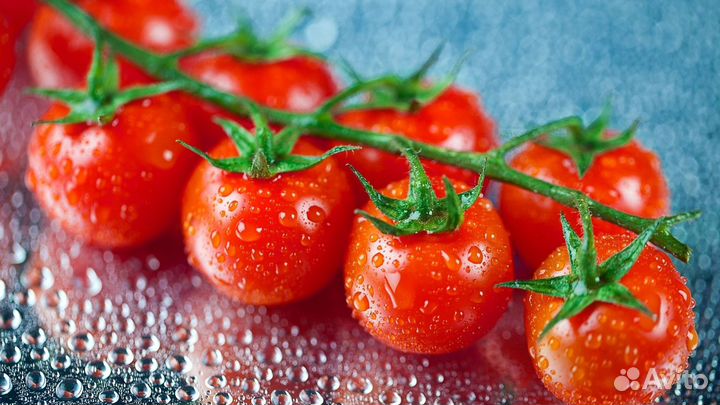 Рабочие на сортировку помидор.Ежедневная оплата