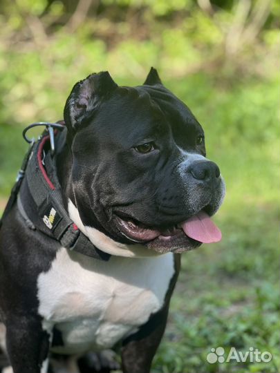 Американский булли вязка