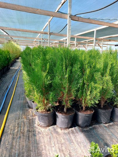 Туя холмструп, западная книжка, сосна Станкевича