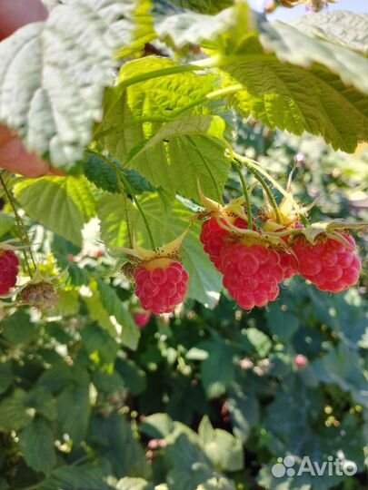 Малина свежая