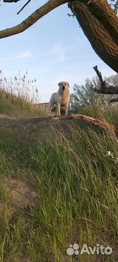 Кобель лабрадора вязка