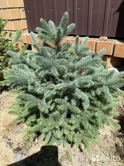 Саженцы ели