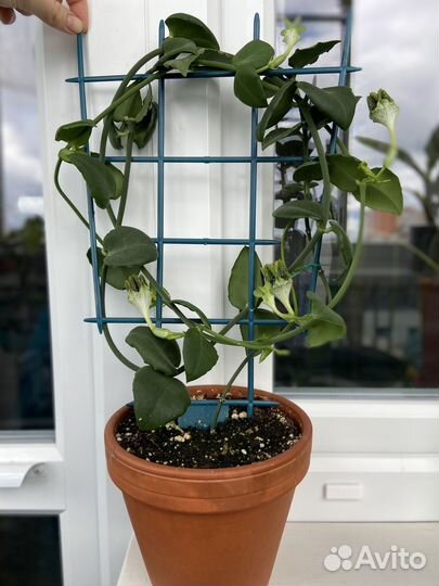 Церопегия Сандерсона