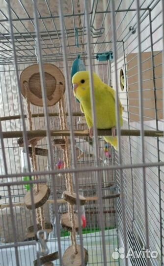 Птенцы волнистого попугая