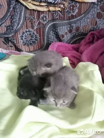 Британские котята