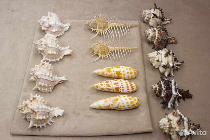 Морские ракушки раковины от120-150р