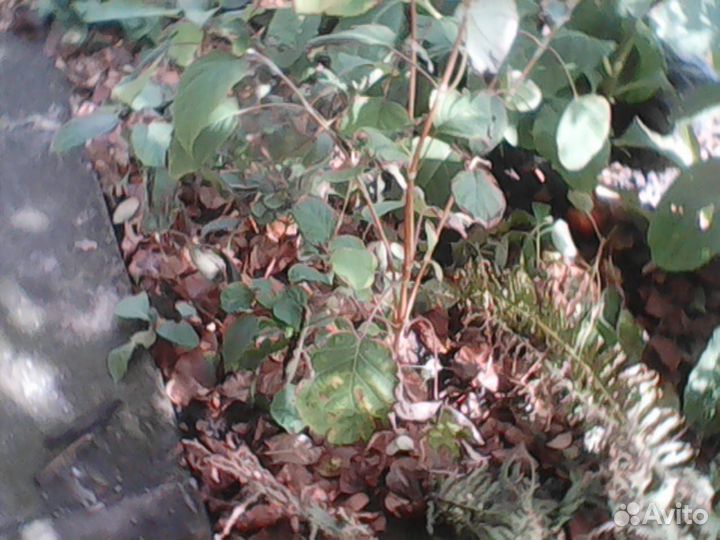 Гортензия белая