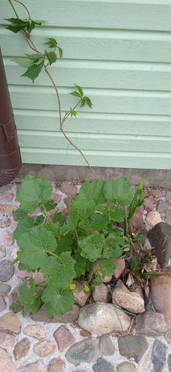 Дом 65 м² на участке 6,7 сот.