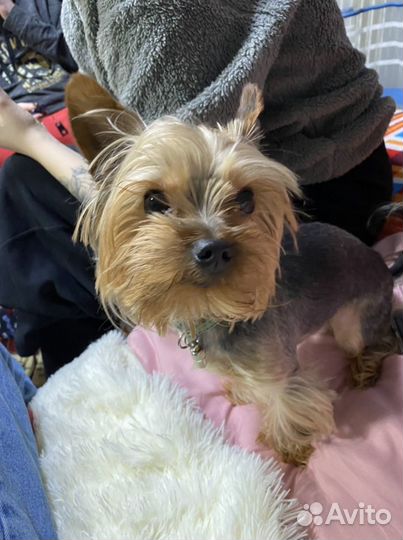 Йоркширский терьер вязка кабель