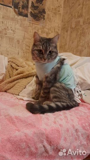 Кошка потерялась