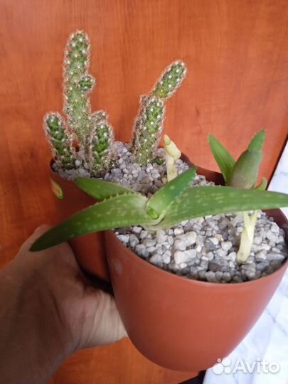 Композиции из кактусов