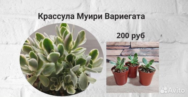 Суккуленты эуфорбия эхеверия крассула сансевиерия