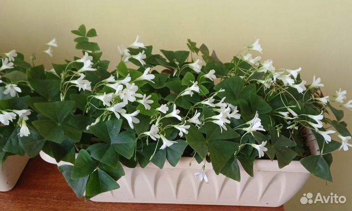 Кислица оксалис зеленая