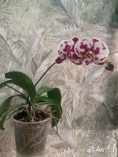 Орхидея фаленопсис Панда