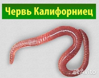 Черви для рыбалки (коконы)