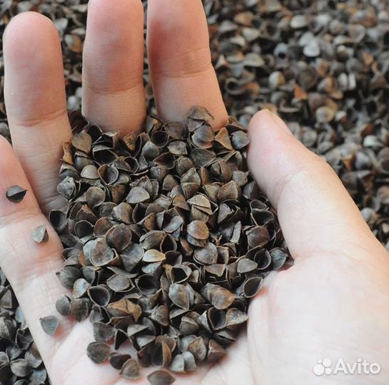 Лузга гречихи для подушек