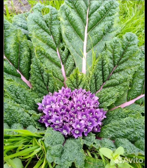 Мандрагора семена