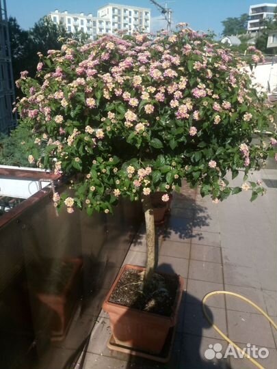 Лантана камара Цветущие кусты