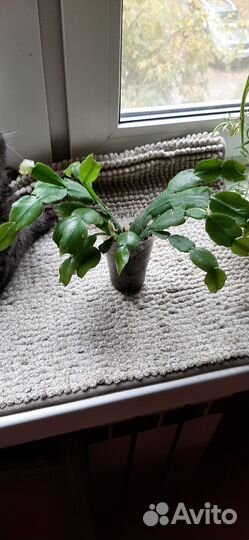 Декабрист шлюмбергера