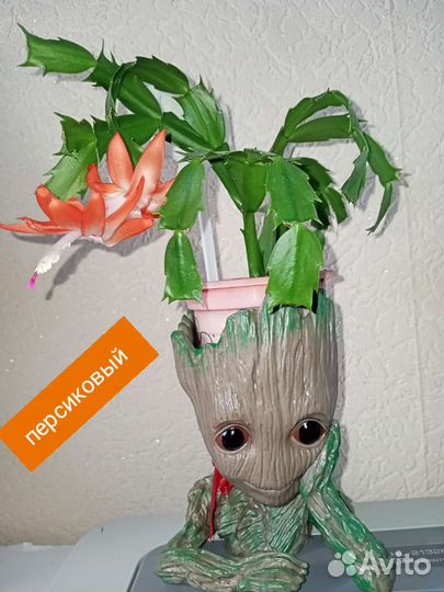 Декабрист белый, красный, розовый, персиковый