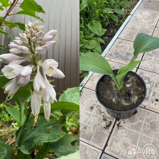 Хоста сортовая блу ангел