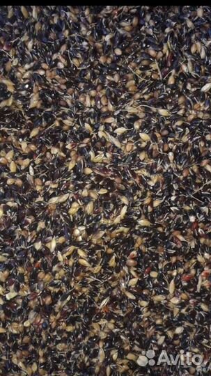 Семена суданка