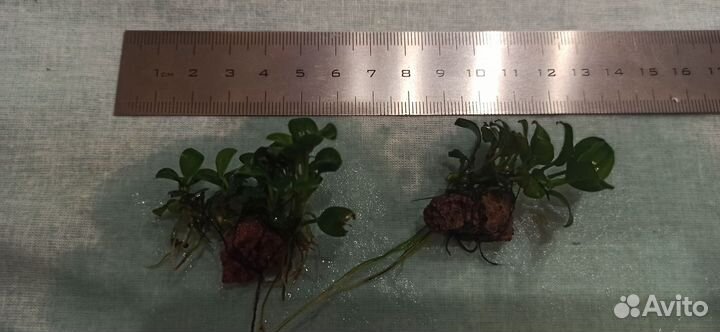 Анубиас, анубиас нана и буцифаландра