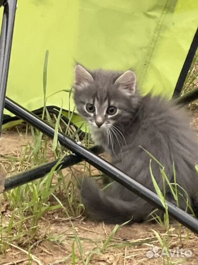 Дрожат и мерзнут котята