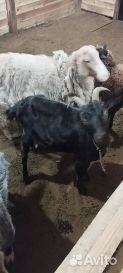 Коза дойная