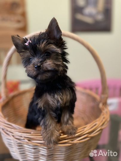 Йоркширский терьер девочка