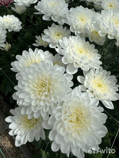 Хризантема ветка и одноголовая