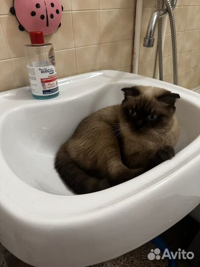 Шотландская вислоухая кошка