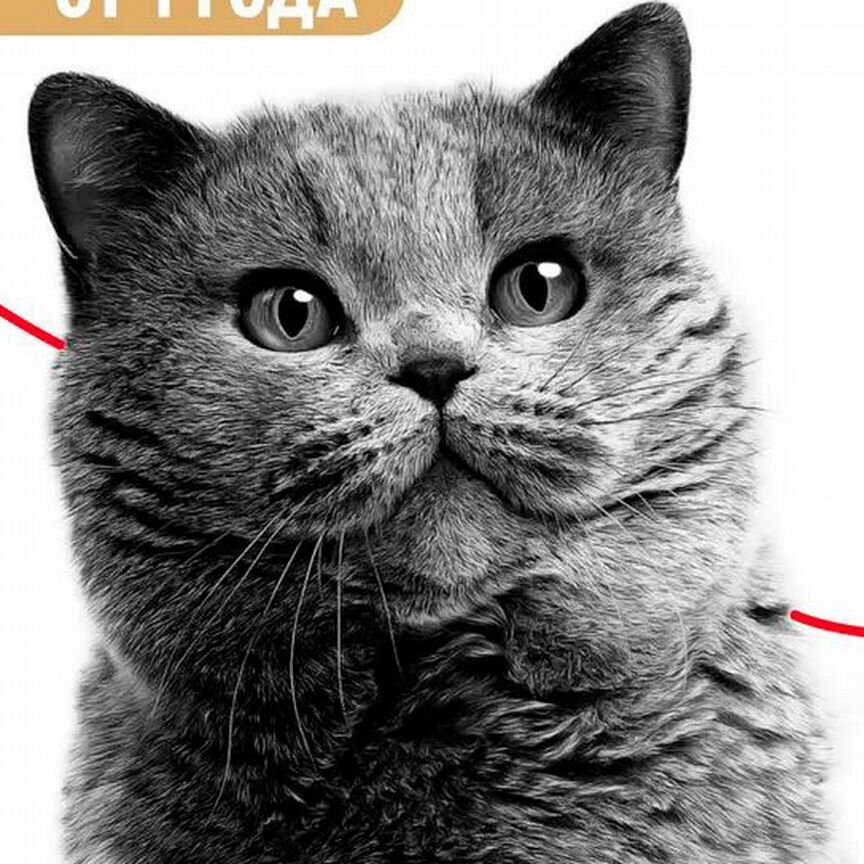 Royal Canin British Shorthair Adult Корм сухой для