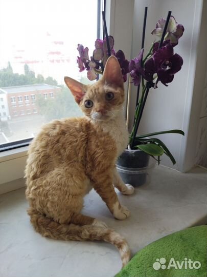 Котенок Девон Рекс