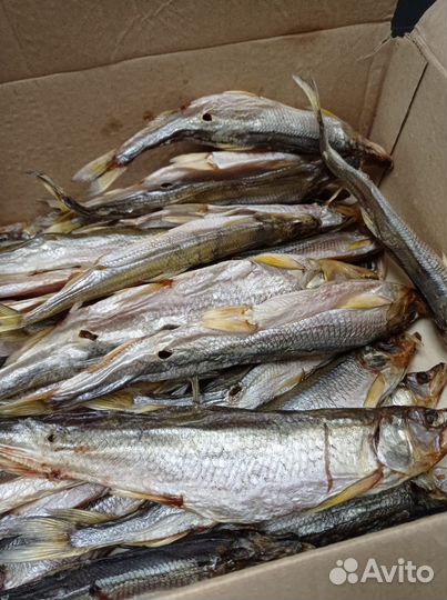 Камбала, корюшка, ерш