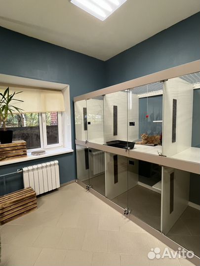 Зоогостиница для кошек