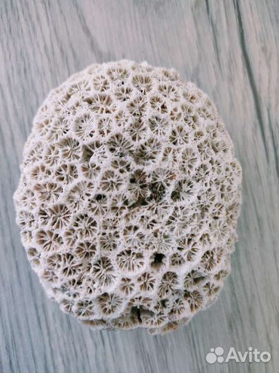 Морские ракушки и кораллы