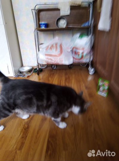 Породистая молодая кошечка ищет дом